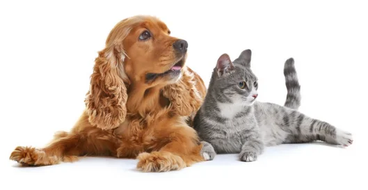 Anestesia em Animais Gestantes