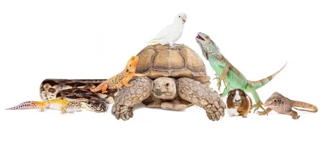 Reabilitação Integrativa em PETs Silvestres