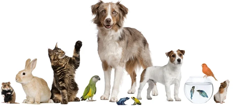 Fórum de Dor em Animais