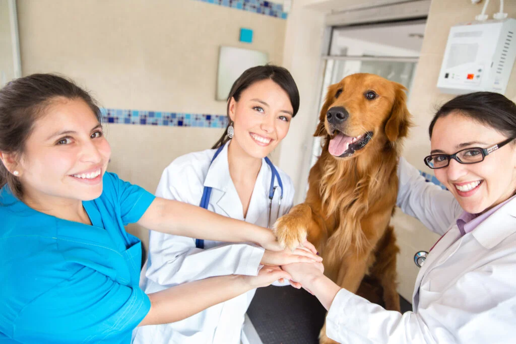 Politraumatismo em Pequenos Animais