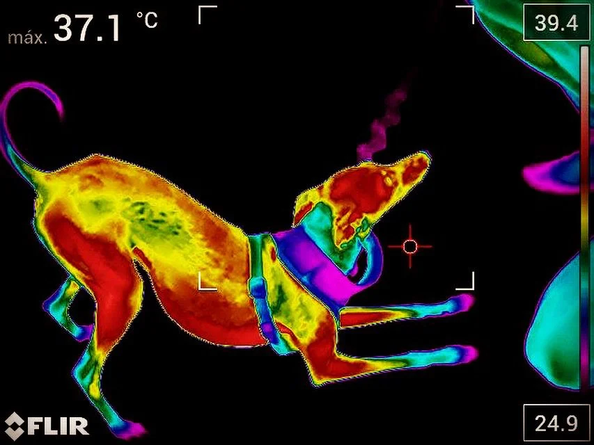 Termografia Aplicada à Medicina Veterinária