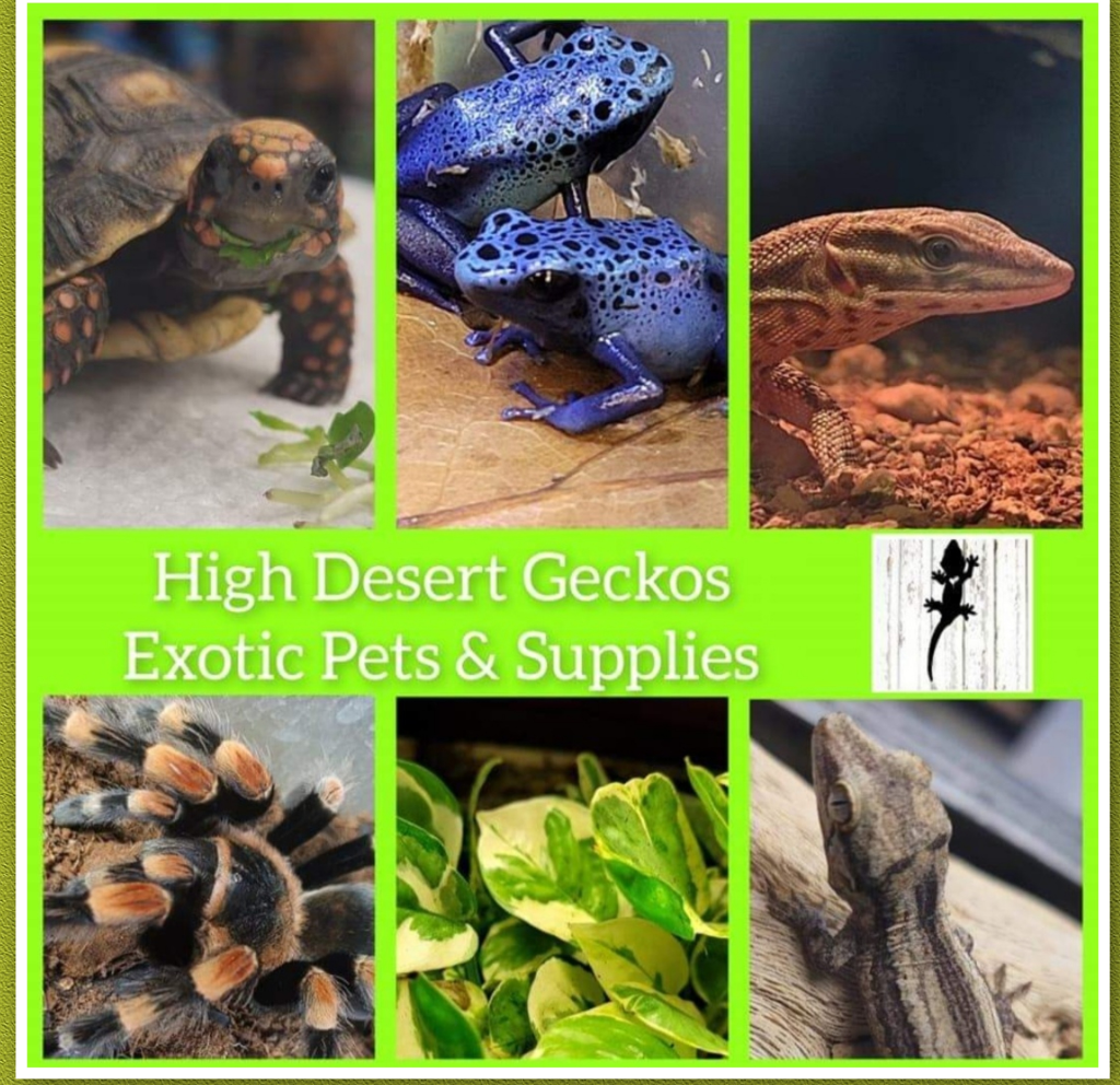 High Desert Geckos Exotic Pets & Supplies