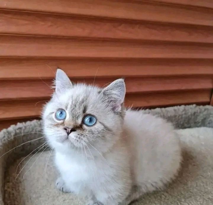 Ragdoll kitten named Luna