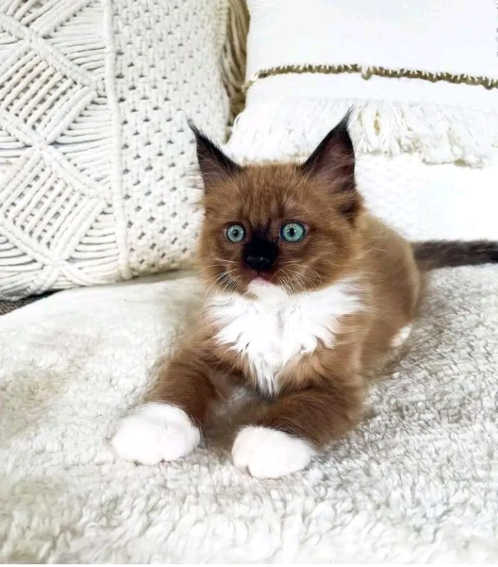 Ragdoll kitten named Nala