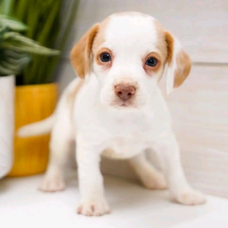 Beagle puppy named Oliver