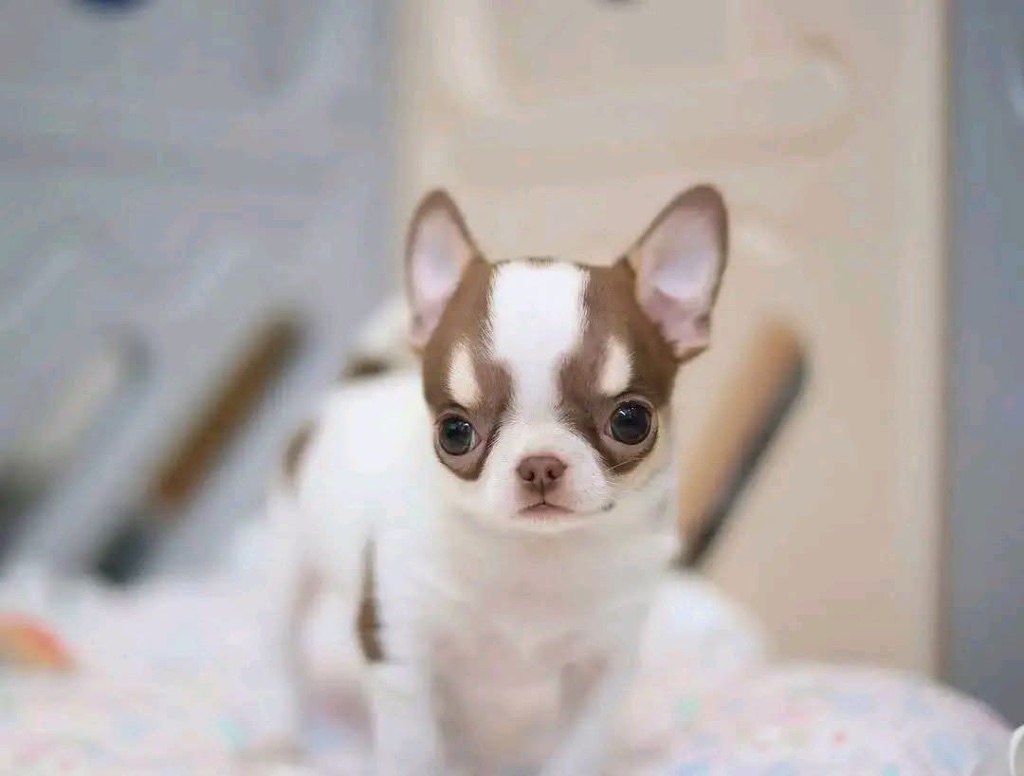 Chihuahua puppy named Bella