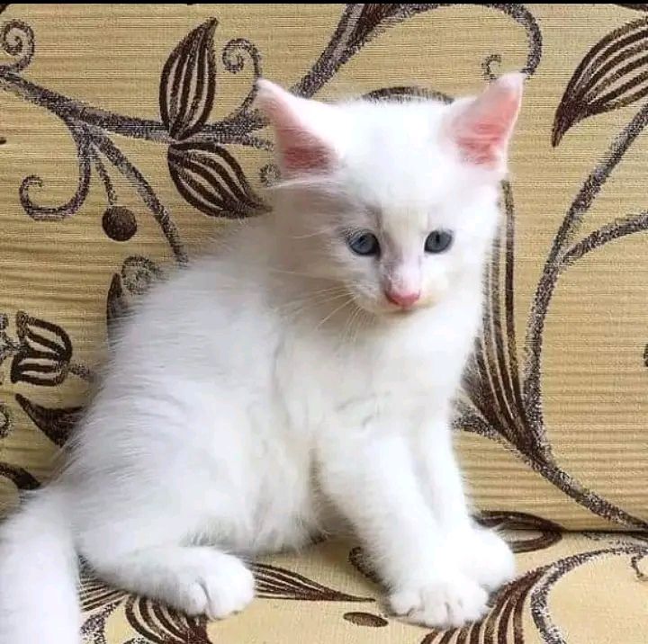 Ragdoll kitten named Ghost