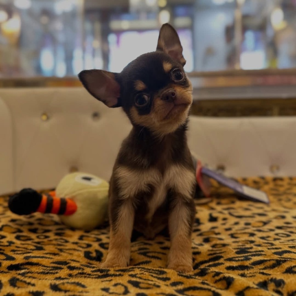 Chihuahua puppy named Bruno