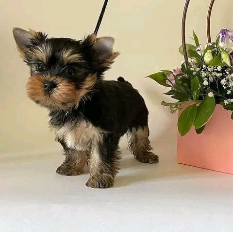 Yorkshire Terrier puppy named Briar