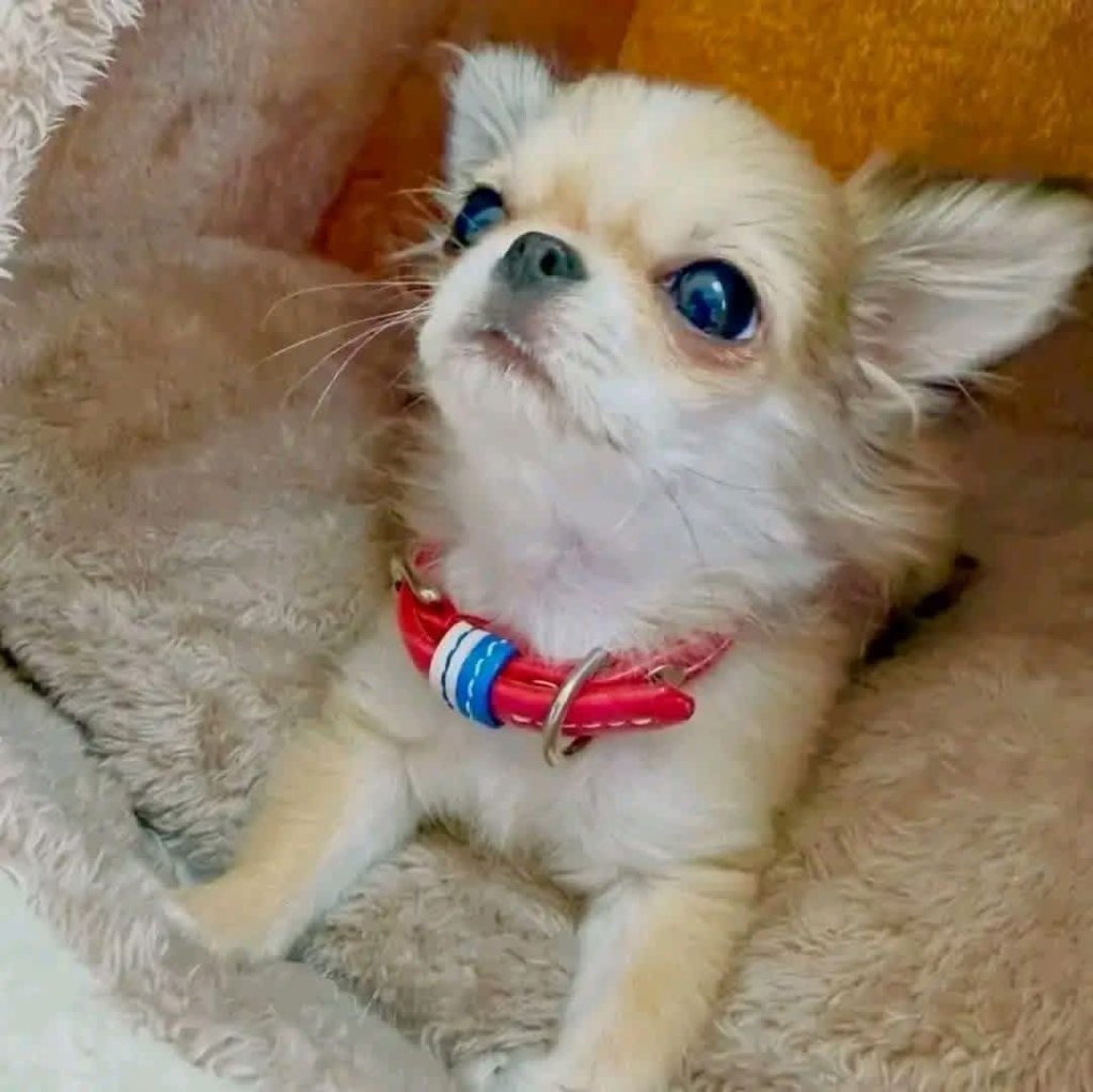 Chihuahua puppy named Ivory