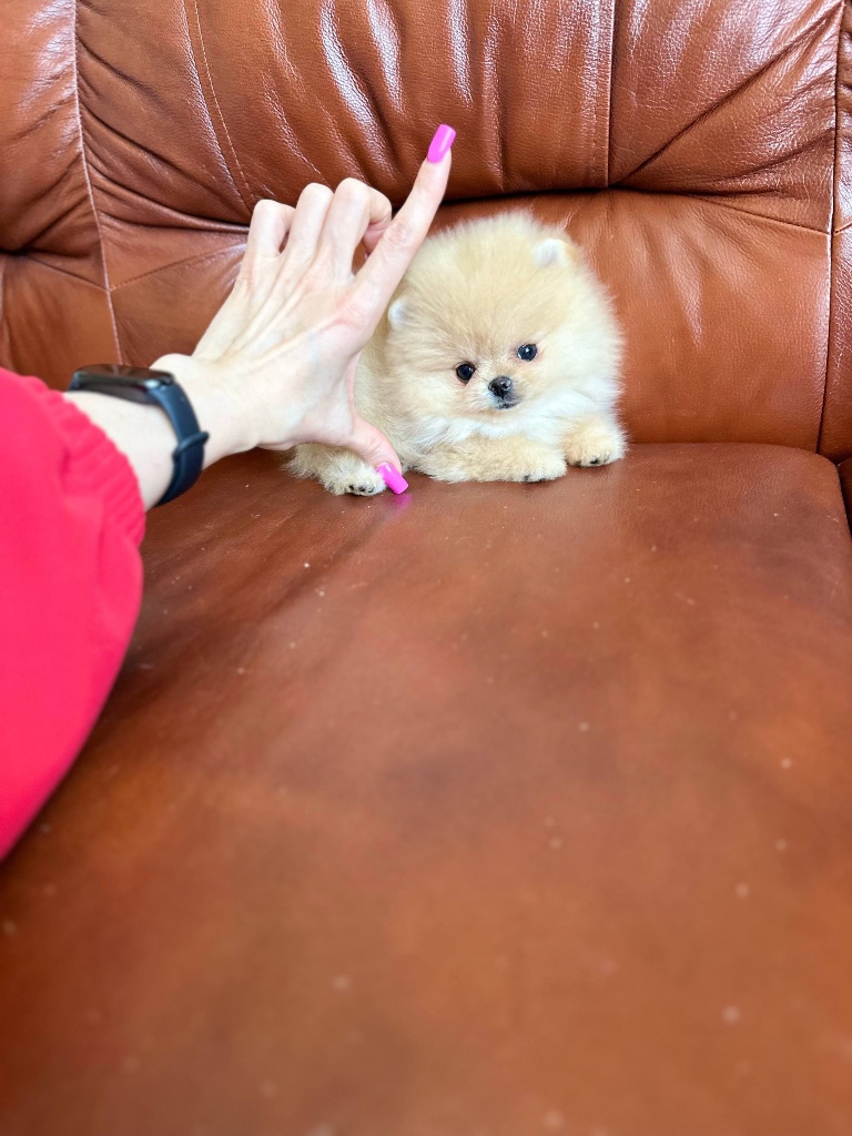 Pomeranian puppy named Boba