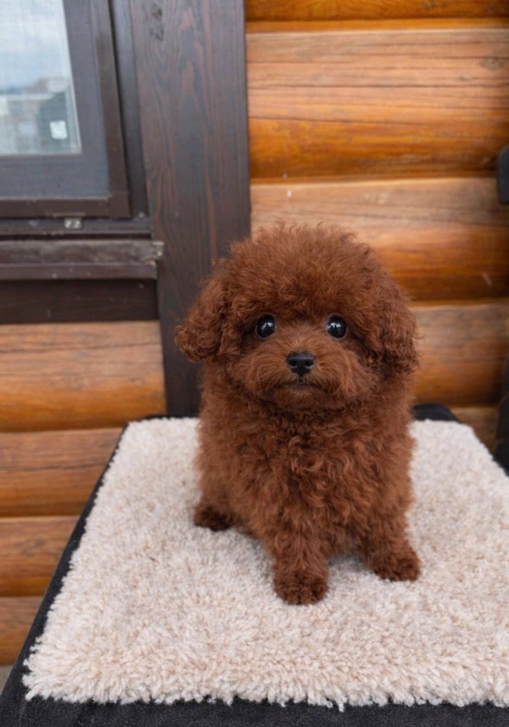Toy Poodle puppy named Cinnamon