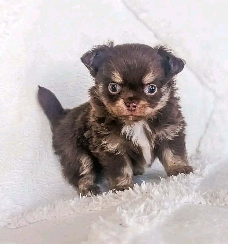 Chihuahua puppy named Chestnut