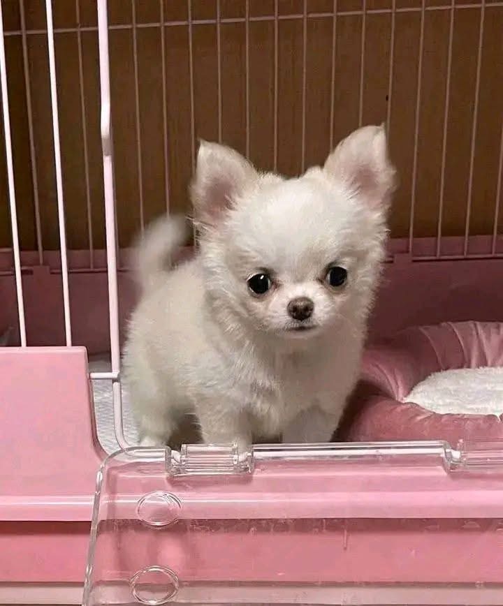 Chihuahua puppy named Snowball