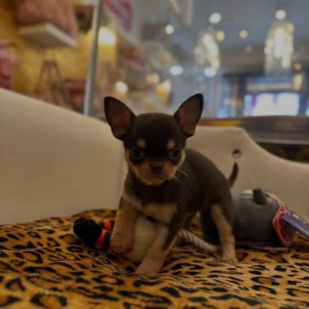 Chihuahua puppy named Peanut