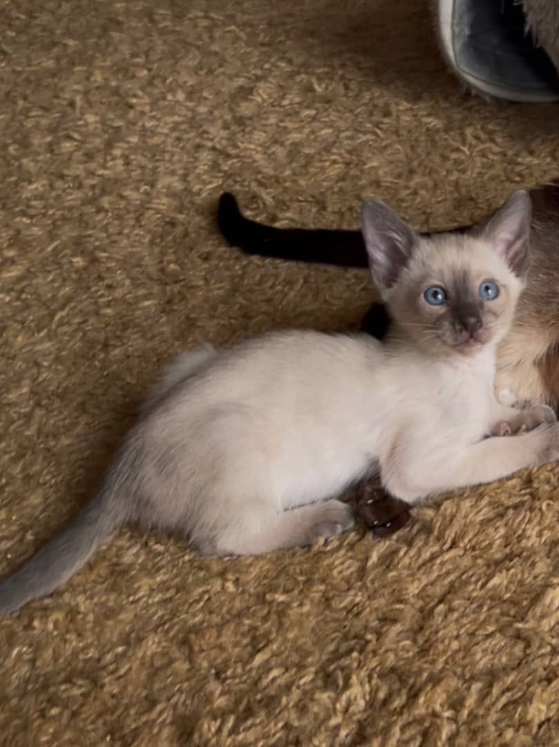 Siamese kitten named Brie