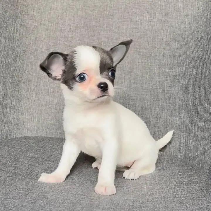 Chihuahua puppy named Pearl