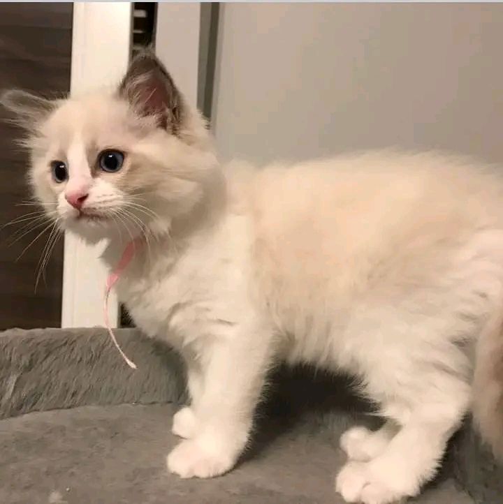 Ragdoll kitten named Orion