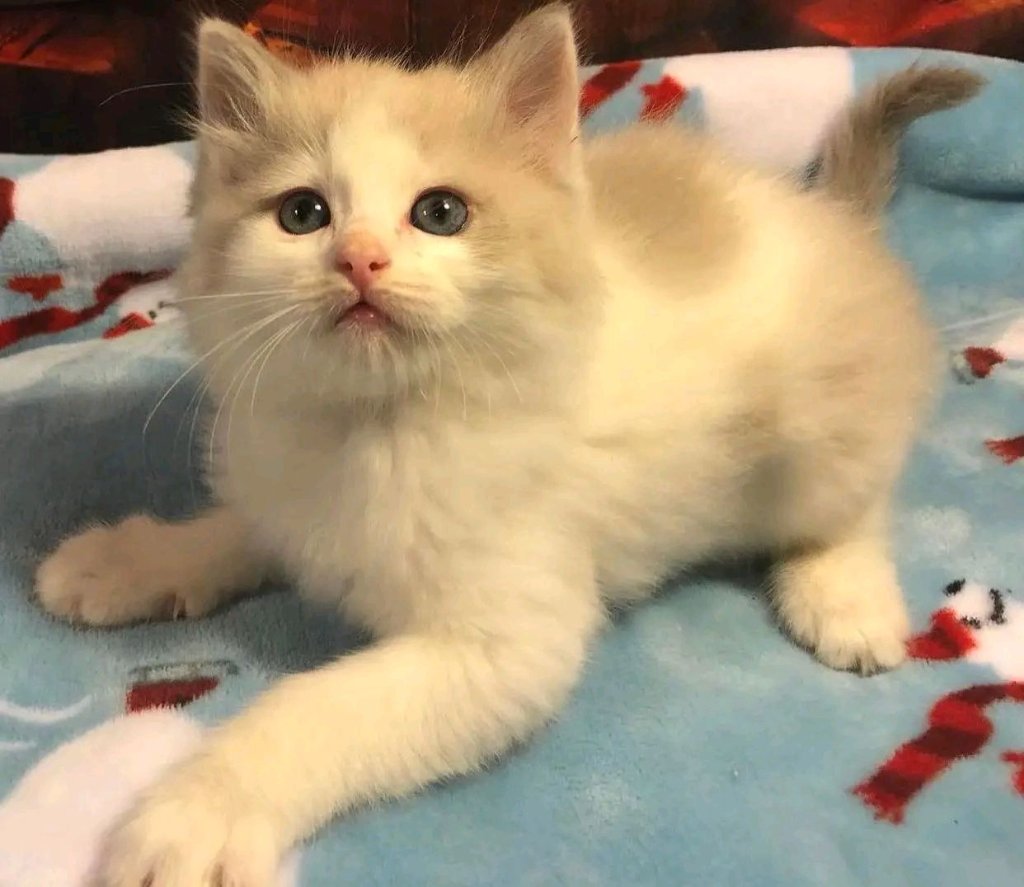 Ragdoll kitten named Zephyr