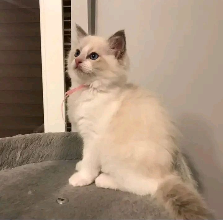 Ragdoll kitten named Pearl