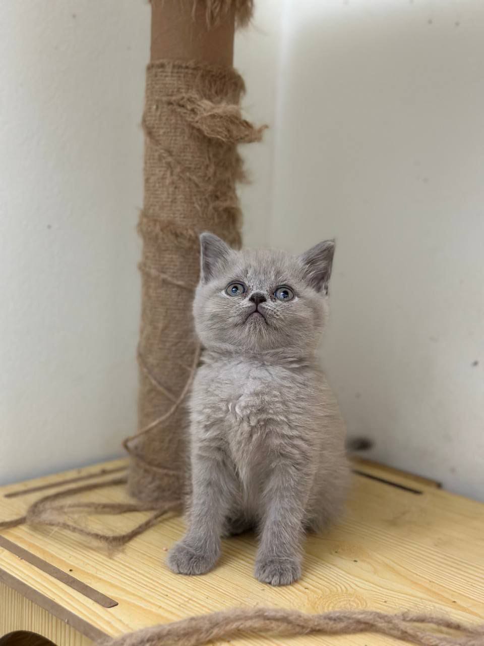 British Shorthair kitten named Dove