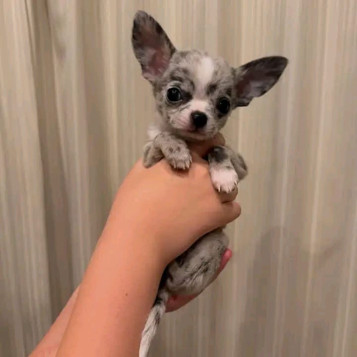 Chihuahua puppy named Marble