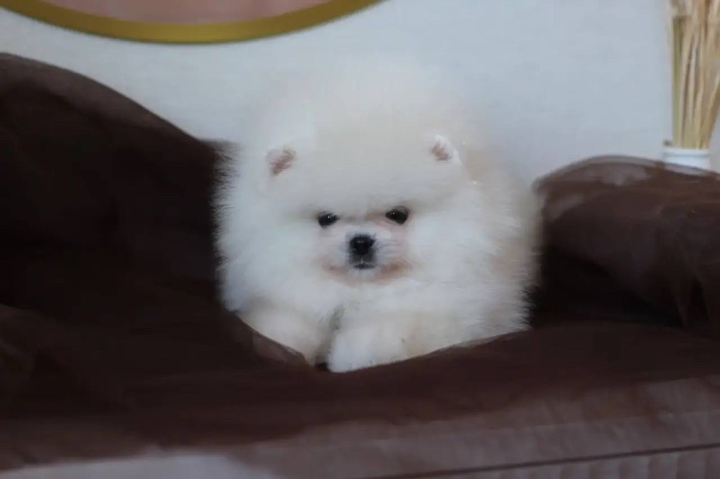 Pomeranian puppy named Cloud