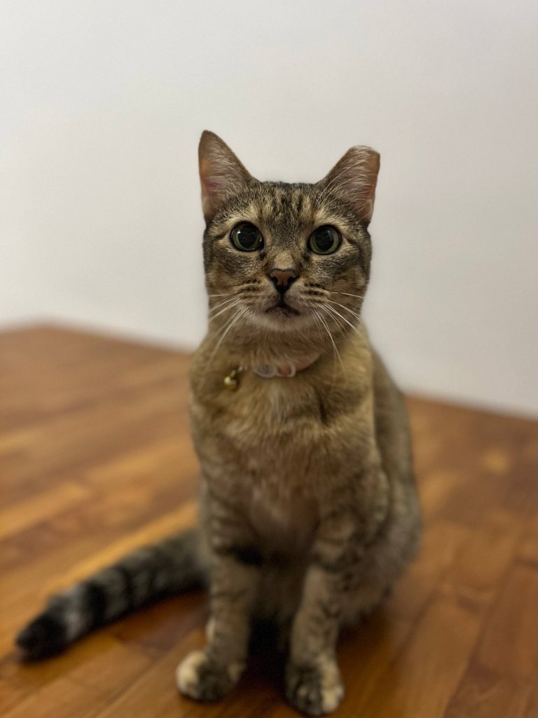Domestic Shorthair kitten named Leo