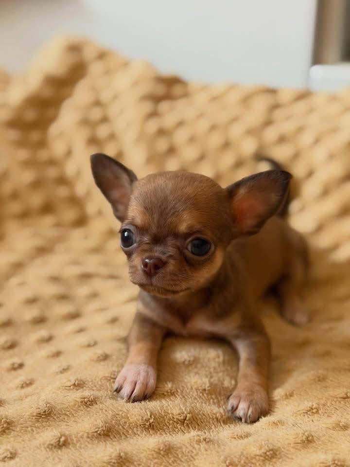 Chihuahua puppy named Caramel