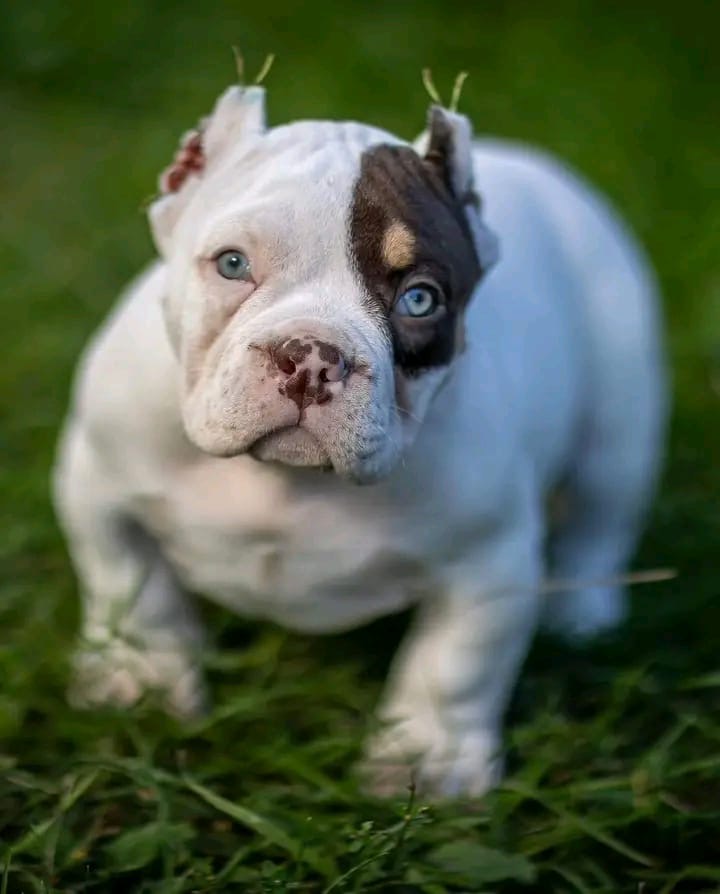 American Bully puppy named Tyson