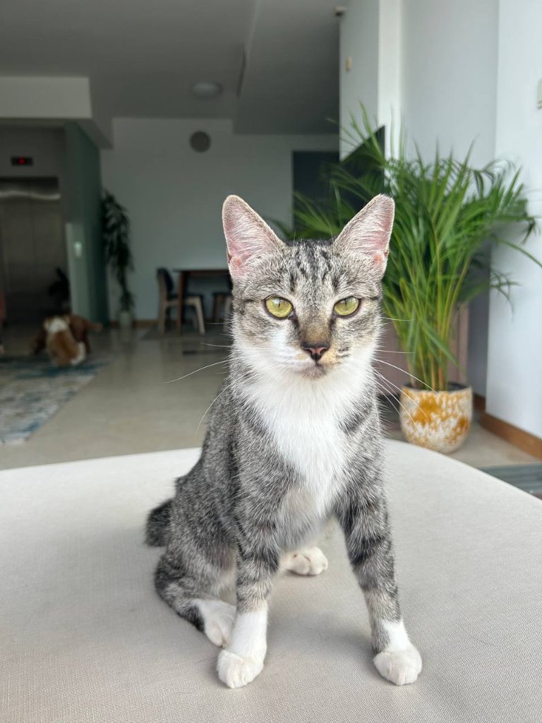 Domestic Shorthair kitten named Cleo