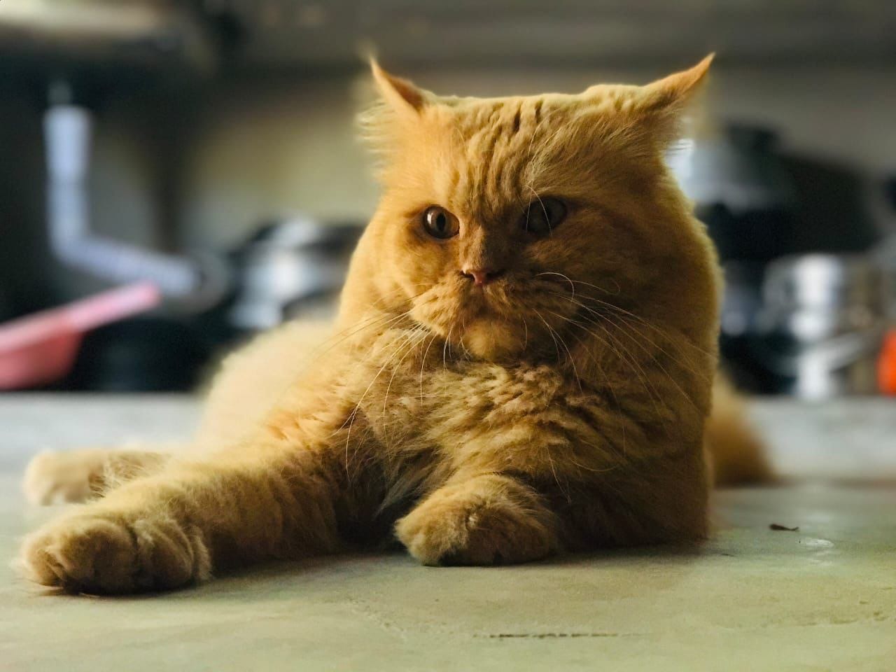 Cheddar - Domestic Longhair kitten, photo 1