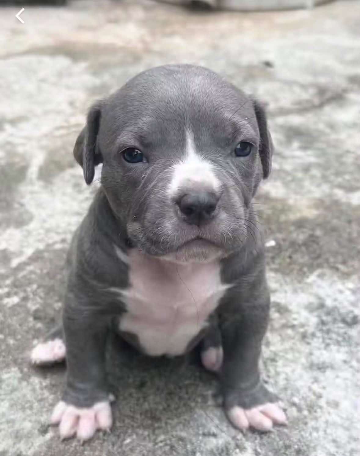 Rocco - American Bully puppy, photo 2