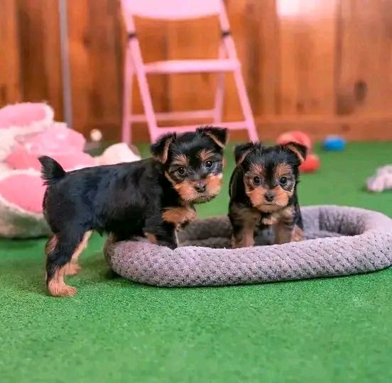 Yorkshire Terrier puppy named Hazel & Juniper