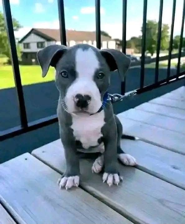 American Bully puppy named Rocco