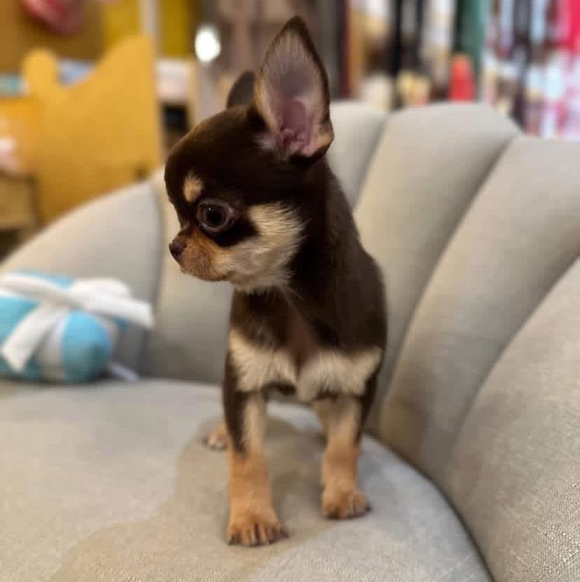 Chihuahua puppy named Cocoa