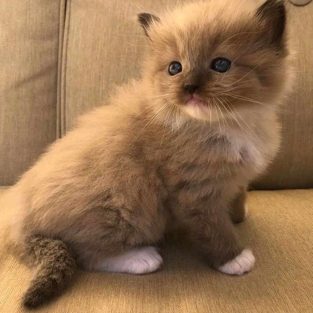 Ragdoll kitten named Maverick