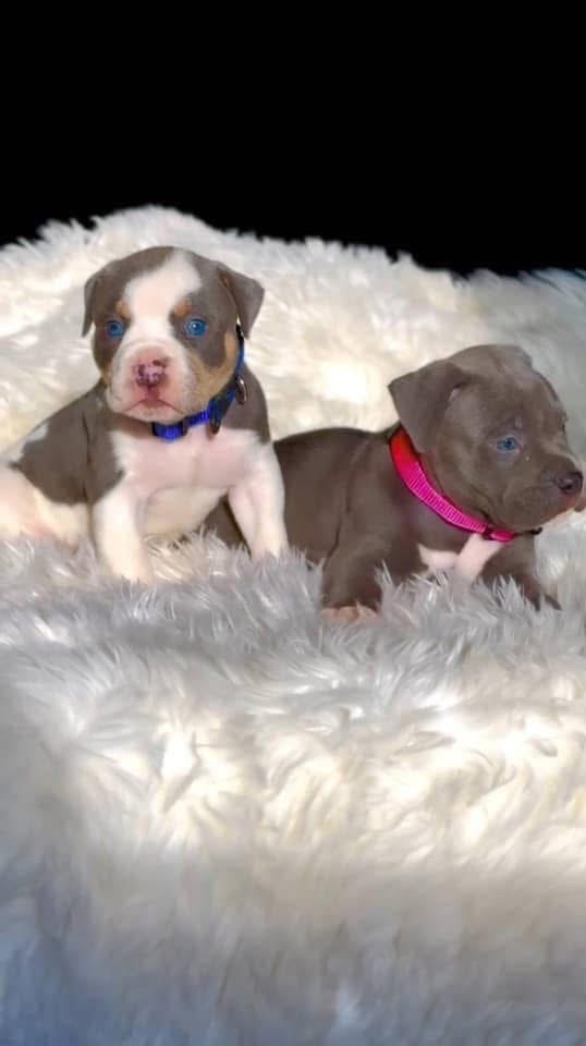 American Bully puppy named Tank