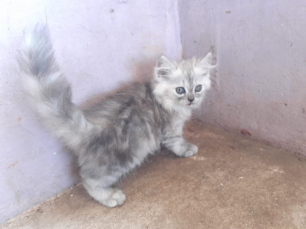 Dusty - Domestic Longhair kitten, photo 1