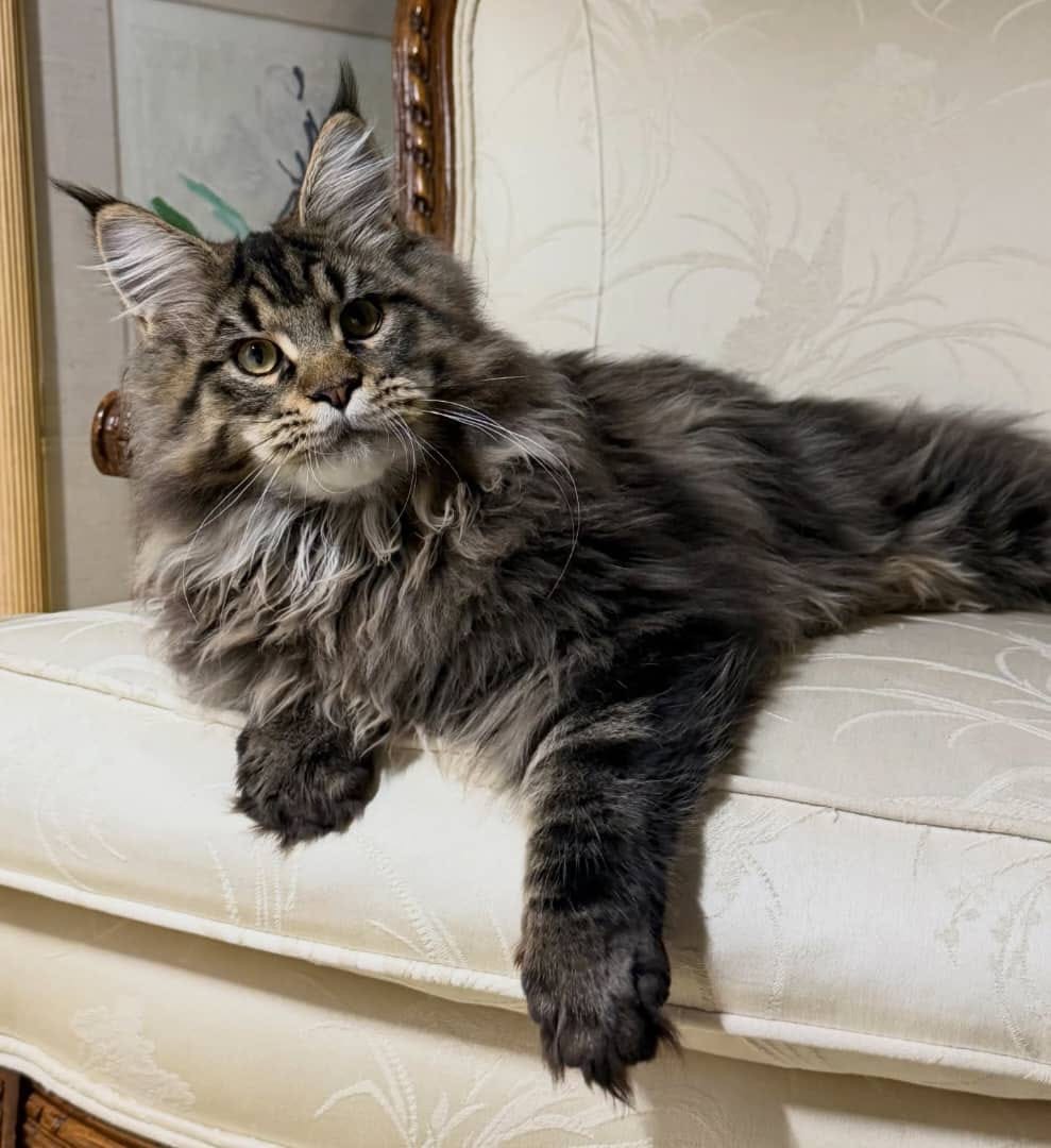 Maine Coon kitten named Timber