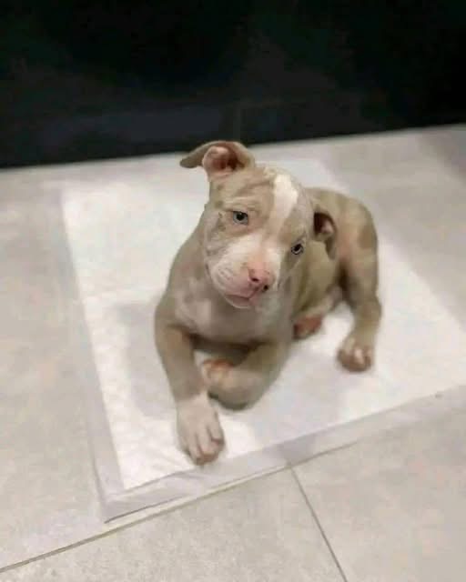 American Bully puppy named Waffles