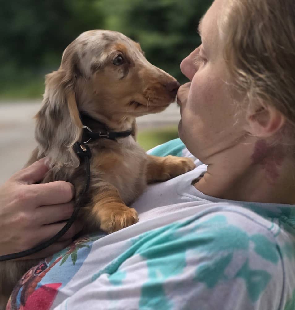 Toffee - Dachshund puppy, photo 1