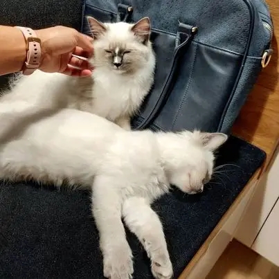 Ragdoll kitten named Cosmo