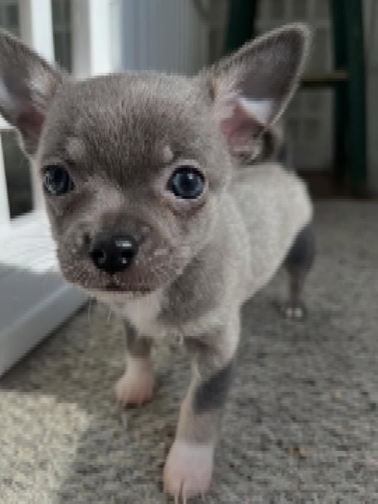 Chihuahua puppy named Smokey