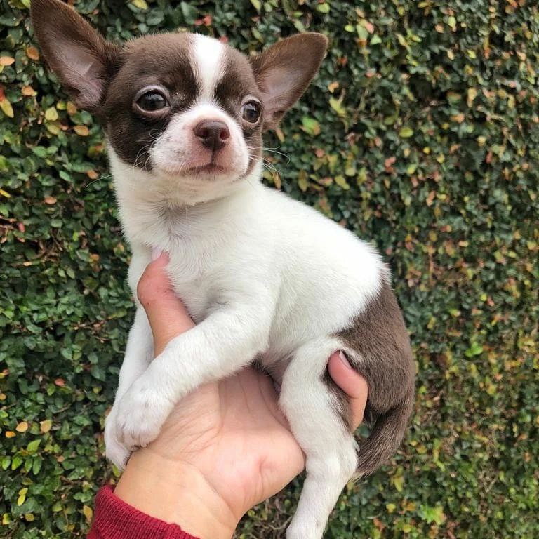 Chihuahua puppy named Trinket