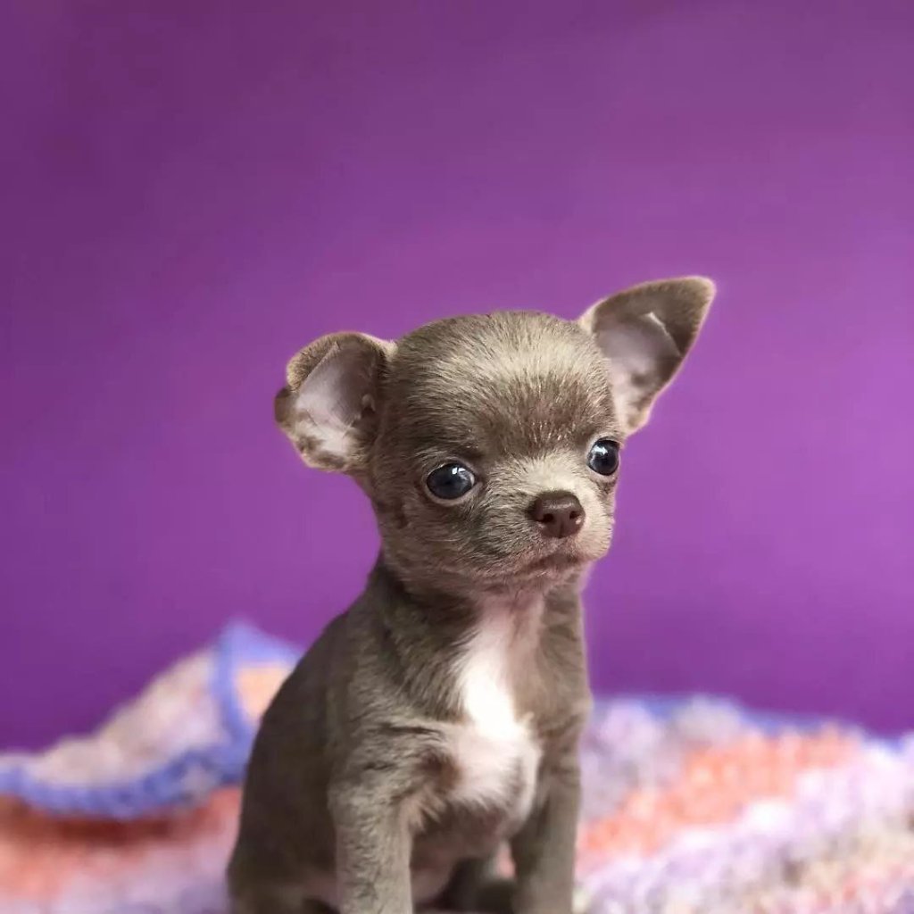 Chihuahua puppy named Sage