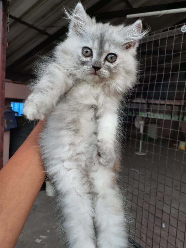 Domestic Longhair kitten named Smokey