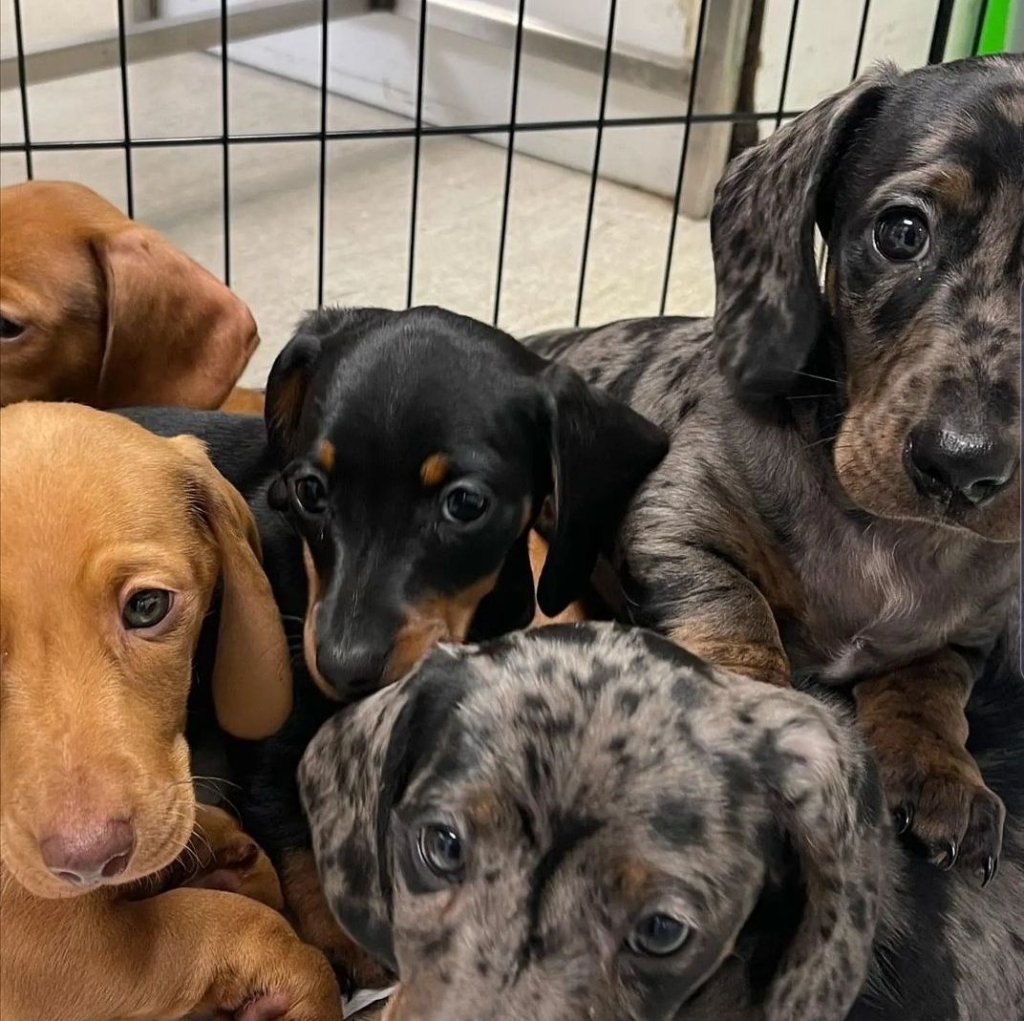 Dachshund puppy named Rocky, Max, Luna & Daisy