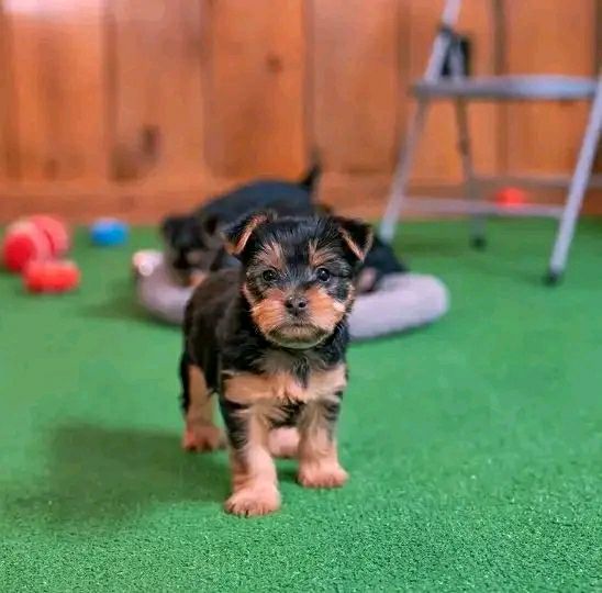Yorkshire Terrier puppy named Rowan