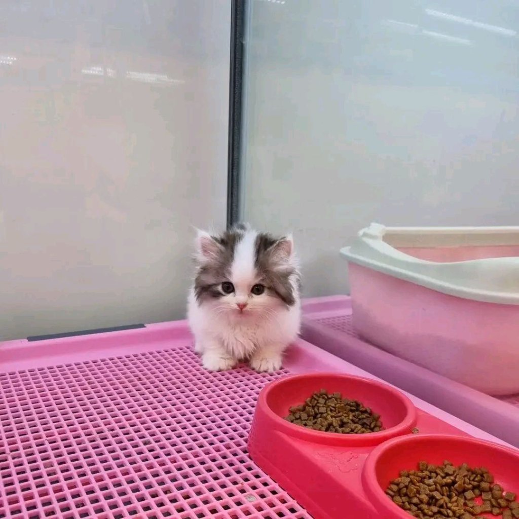 Domestic Shorthair kitten named Bandit